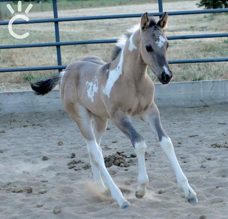 Gorgeous Grulla Horse, American Paint Horse, Horse Pics, Show Horse, American Paint, Paint Horse, Horse Boarding, Baby Horses, Most Beautiful Animals