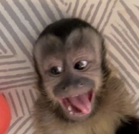 Funny Monkey Pictures, Cute Monkey Pictures, Monkey Memes, Monkey Stickers, Capuchin Monkey, Monkey Pictures, Spongebob Funny, Pet Monkey, Monkeys Funny