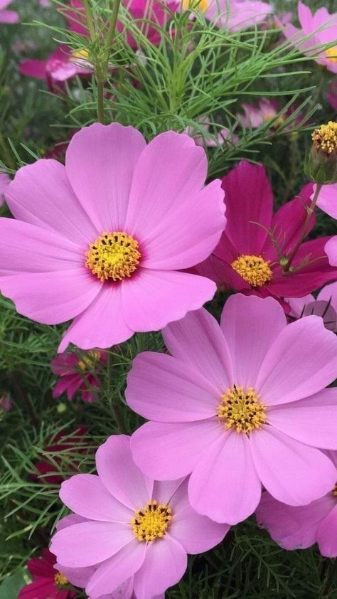 Cosmo Flowers, Cosmo Flower, Cozy Garden, Flower Artists, Cosmos Flowers, Wallpaper Nature Flowers, Garden Oasis, Beautiful Flower Arrangements, Beautiful Rose Flowers