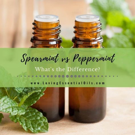 A bit of mint can be great in keeping your life fresh and a little minty freshness goes a long way! Peppermint and spearmint essential oils can give you quite a bit of minty freshness, but which is best? In this blog post, find out the differences of spearmint vs peppermint essential oil. These two essential oils may s Stop Facial Hair Growth, Peppermint Benefits, Essential Oils Properties, Facial Hair Growth, Essential Oils For Face, Growing Healthy Hair, Mint Essential Oil, Essential Oils Collection, Spearmint Essential Oil