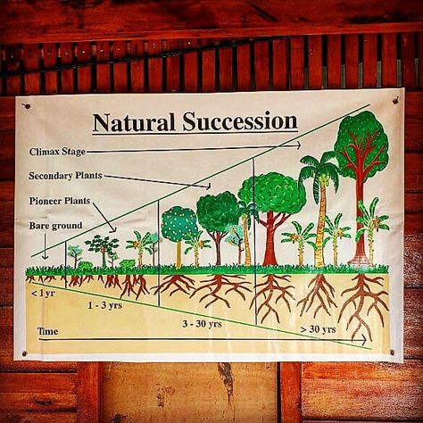 Do you know what ecological succession is?  Ecological succession (or natural succession) is the gradual process of changes in the… Ecological Succession, Food Forest Garden, Process Of Change, Human Interest, Forest Garden, Food Forest, Indoor Garden Ideas, Environmental Science, Teaching Science