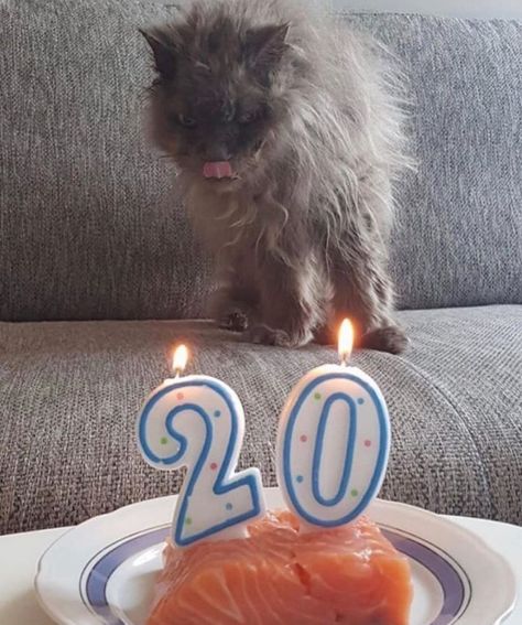 Cat Birthday Funny, Cat Celebrating, Cat Species, Birthday Meme, 20th Birthday, Happy B Day, Cat Birthday, Birthday Pictures, Cats Cute