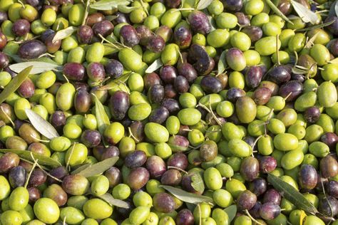 How to Grow an Olive Tree From a Seed | Hunker Sweet Olive Tree, Olive Tree Garden, How To Grow Olives, Olive Tree Care, Olive Seeds, Olive Trees Garden, Growing Olive Trees, Tree Garden, Fall Garden Vegetables