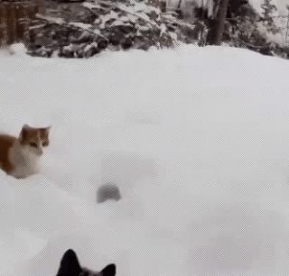 Cats Snow GIF - Cats Snow - Discover & Share GIFs Snow Gif, How To Cat, Ninja Cats, Yellow Cat, Cat People, All About Cats, Cute Gif, Cat Gif, Cat House