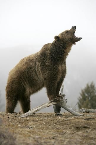 American Black Bear, North American Animals, American Wildlife, North American Wildlife, Eagle Painting, Hear Me Roar, Photography Wildlife, Rooster Art, We Bare Bears