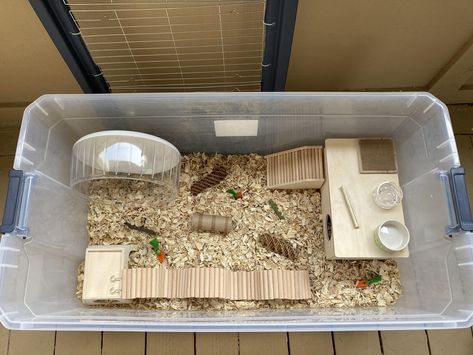 Hamster Bin Cage Ideas, Kandang Hamster, Bin Cage, Hamster Bin Cage, Mouse Cage, Hamster Diy, Hamster Habitat, Hamster Care, Hamster Cages