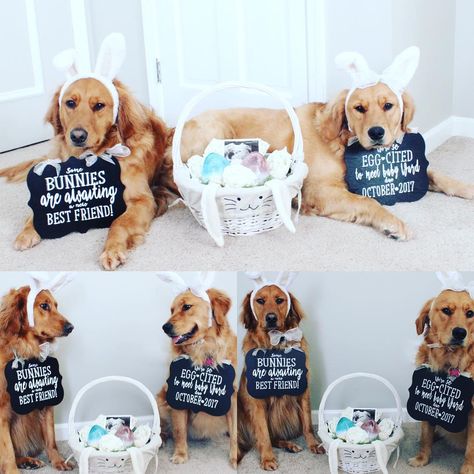 Announcement signs & some golden lovin #easter #babyannouncement #goldenretrieversofinstagram #easterannouncement #pinkorblue Easter Pregnancy Announcement Ideas, Puppy Reveal, Easter Baby Announcement, Puppy Announcement, Easter Pregnancy Announcement, Dog Baby Announcement, Pregnancy Announcement Ideas, Dog Pregnancy Announcement