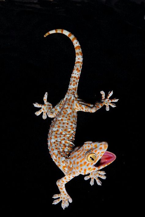 Crested Gecko Illustration, Gecko Reference, Gecko Photography, Reptile Tattoo, Gecko Drawing, Reptile Photography, Gecko Art, Tokay Gecko, Gecko Tattoo