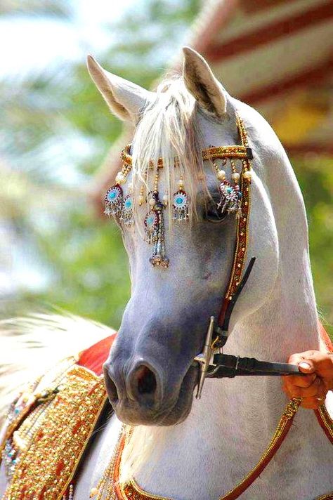 Now THIS is "Horse Jewelry"!!!   Cool!!! Cai Arabi, Ahal Teke, حصان عربي, Cai Sălbatici, Equestrian Gifts, Animale Rare, Majestic Horse, All The Pretty Horses, Limassol