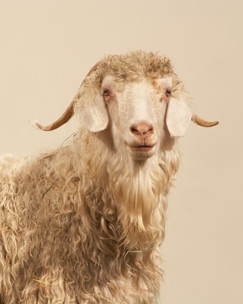 The mighty Angora goat. 🙌 Did you know? Nearly half of all mohair worldwide is now certified under the Responsible Mohair Standard! That means more ethical and sustainable mohair for your cozy favorites. We’re proud to be part of the movement toward better practices. 🌱 #mohair #angoragoat #textileexchange #mohairsouthafrica #rms #hinterveld Mohair Goat, Cashmere Goat, Angora Goat, Angora Goats, The Movement, Proud To Be, Goats, Cashmere, Textiles