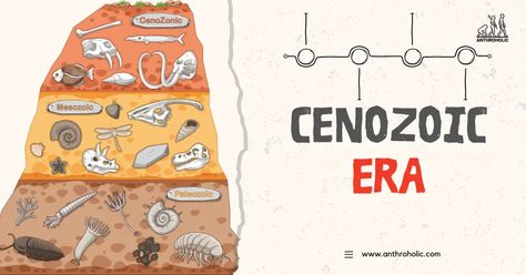 The Cenozoic Era, also known as the Age of Mammals, is the current and most recent of the three Phanerozoic geological eras, following the Mesozoic Era and extending from 66 million years ago to the present day. Cenozoic Era, Geologic Time Scale, Mesozoic Era, Dinosaur Pictures, Flowering Plants, Activity Ideas, Anthropology, Present Day, The Age