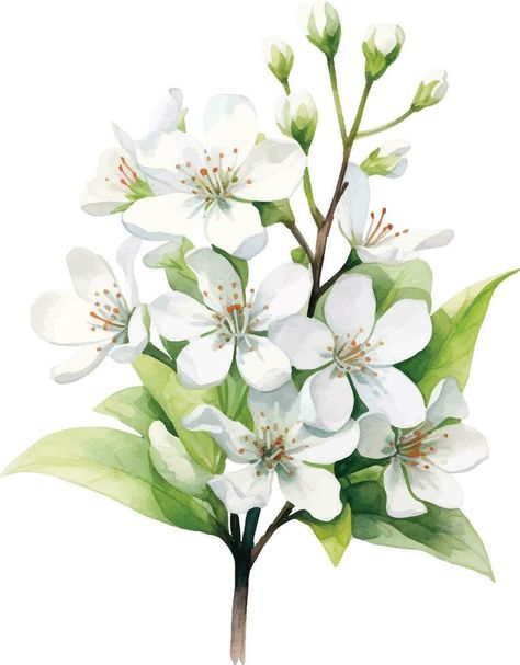 watercolor drawing, white jasmine flowers. illustration in realism style, vintage Watercolor Jasmine Flower, Jasmin Flower Drawing, Jasmine Flower Illustration, Jasmine Illustration, Jasmine Flower Drawing, White Flower Watercolor, Jasmine Watercolor, Jasmine Bush, Jasmine Drawing