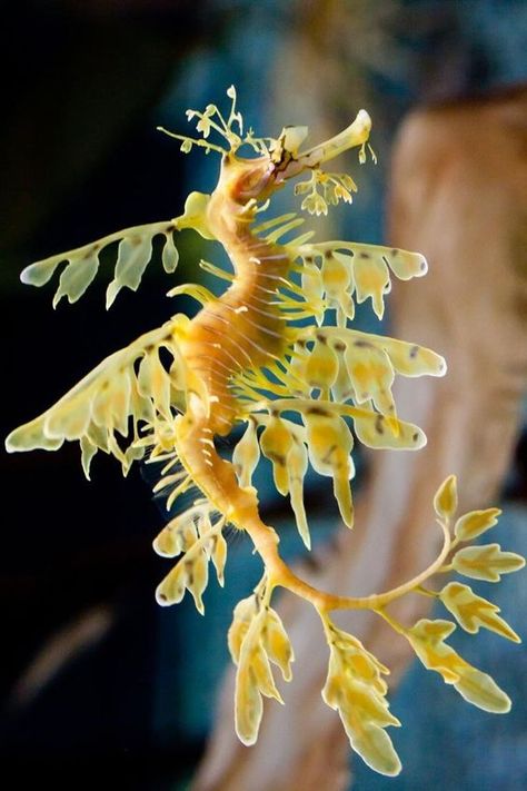 ♔ Dragons de Mer Feuillus - Leafy Sea Dragons (Phycodurus eques) Leafy Sea Dragon Tattoo, Hippocampus Art, Leafy Seahorse, Dragon Seahorse, Seahorse Mermaid, Leafy Seadragon, Cool Sea Creatures, Dragon Anatomy, Leafy Sea Dragon