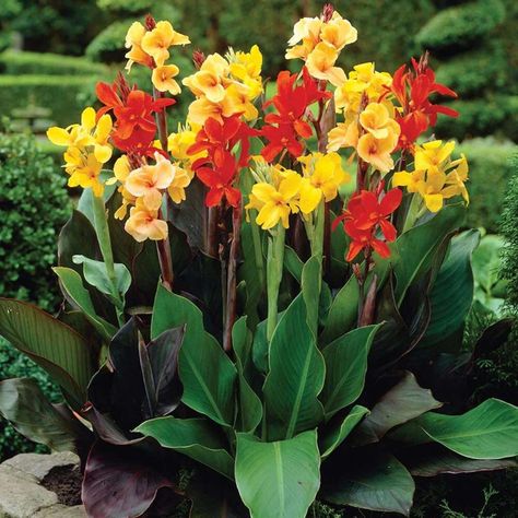 van-zyverden-cannas-giant-tall-mixed-bulbs-0621 Canna Bulbs, Canna Flower, Van Zyverden, Summer Bulbs, Canna Lily, Container Ideas, Lily Bulbs, Gardening Flowers, Spring Plants