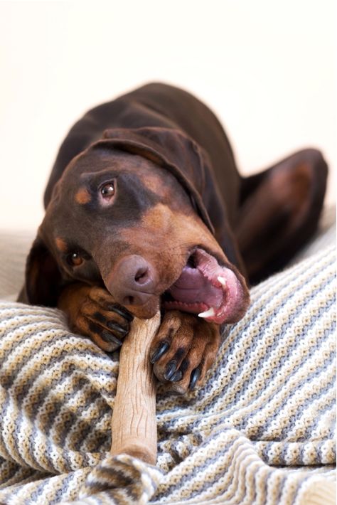 Dog laying on a bed chewing a brown outward hound dog wood bone Treat Photography, Bones For Dogs, Dog Dental Treats, Natural Dog Chews, Holiday 2024, Durable Dog Toys, Clean Teeth, Real Bones, Puppy Chewing