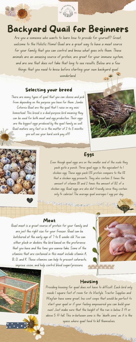 Diy Quail Coop Simple, Keeping Quail Indoors, Keeping Quail In Winter, Quail Ground Pen, How To Raise Quail, Quail Coop Ideas Diy Outdoor, Raising Quail For Profit, Diy Quail Waterer, Easy Quail Coop