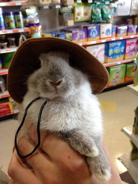 Bunny: Safari edition Hiking, Not Found, Pet