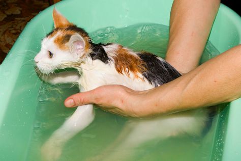 a href=http://www.shutterstock.com/pic-4181950/stock-photo-washing-of-a-kitten-in-a-bath.html target=_blankCalico kitten getting a bath/a by Shutterstock Cat Dandruff, Bathing Tips, Cat Bathing, Cat Allergies, Cat Bath, Cat Hacks, Healthy Cat, Cat Care Tips, Kitten Care