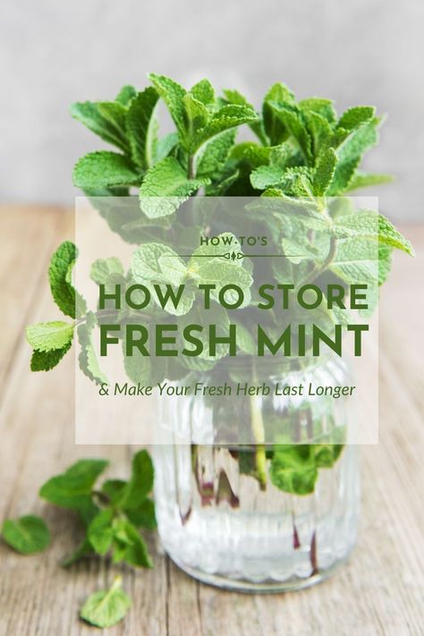 How To Keep Mint Fresh In Fridge, How To Keep Mint Leaves Fresh, How To Store Fresh Mint, How To Store Mint Leaves, Chocolate Mint Plant, Digestive Tea, Watermelon And Feta Salad, Preserve Fresh Herbs, Store Fresh Herbs