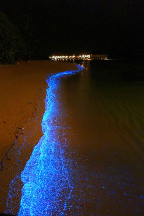 Así de espectacular luce una playa cubierta de plancton luminoso. Esta preciosa imagen la tomó Will Ho en una playa de las islas Maldivas. Los miles de puntos luminosos que brillan en la arena no son otra cosa que plancton bioluminiscente. La marea ha traído hasta la playa a estos diminutos organismos que, como las luciérnagas, emiten su propia luz. A continuación tenéis otras fotos tomadas esa misma noche. Beach Glow, Maldives Beach, Sea Of Stars, Maldives Island, Exotic Beaches, Jamaica Travel, Exotic Places, Beaches In The World, Most Beautiful Beaches