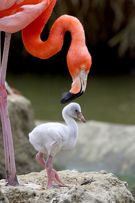 Caribbean flamingo parent with chick on mud nest Baby Flamingo, San Diego Zoo, Pretty Birds, Colorful Birds, Pink Flamingos, Love Birds, Beautiful Creatures, Beautiful Birds