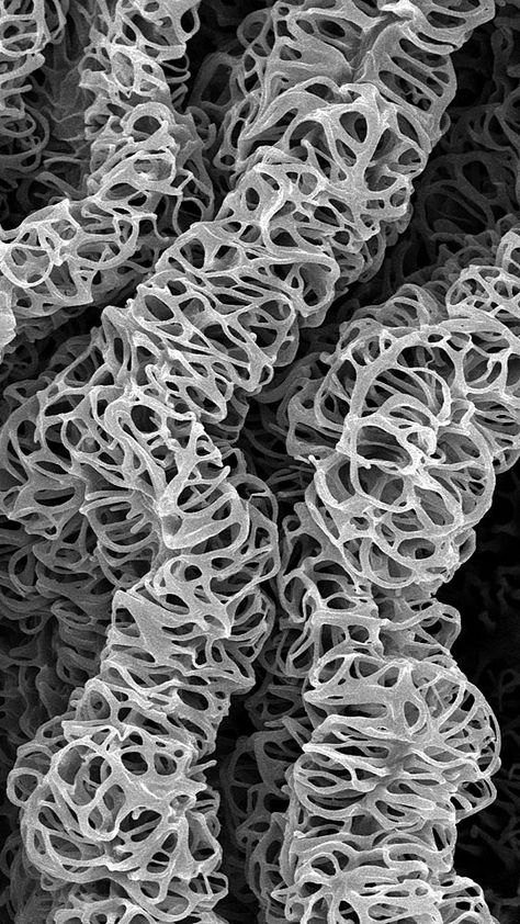 Magnified Nature - microscopic mushroom with complex natural structures; organic texture Microscope Images Nature, Micro Organisms Microscopic Images, Microscopic Photography Bacteria, Organic Shapes In Nature, Microscope Photography, Nature Structure, Electron Microscope Images, Scanning Electron Microscope, Microscopic Organisms