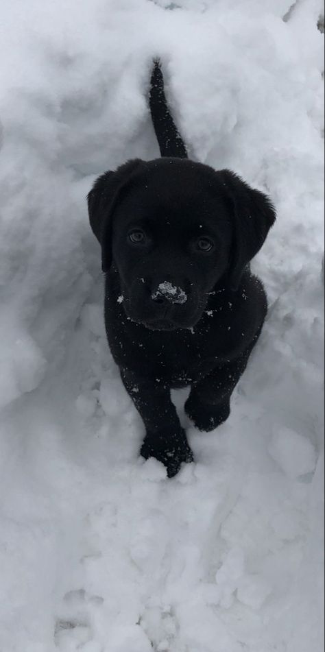 Dogs Black Aesthetic, Black Puppies Aesthetic, Puppy Black Labrador, Black Retriever Aesthetic, Black Labrador Puppy Cute, Black Lab Puppies Aesthetic, Labrador Black Puppy, Black Retriever Puppy, Black Labrador Retriever Aesthetic