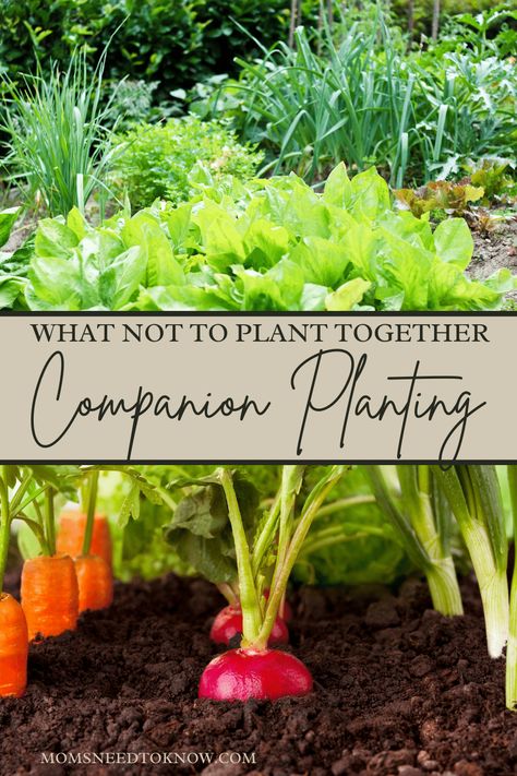 Companion planting is the act of placing particular types of plants together to boost the growth of each other. Learn what NOT to plant together. #gardening #companionplanting #vegetablegarden #gardeningtips Companion Planting Chart, Cilantro Plant, Growing Broccoli, Growing Zucchini, Companion Planting Vegetables, Companion Gardening, Garden Companion Planting, Vegetable Garden Tips, Garden Remedies