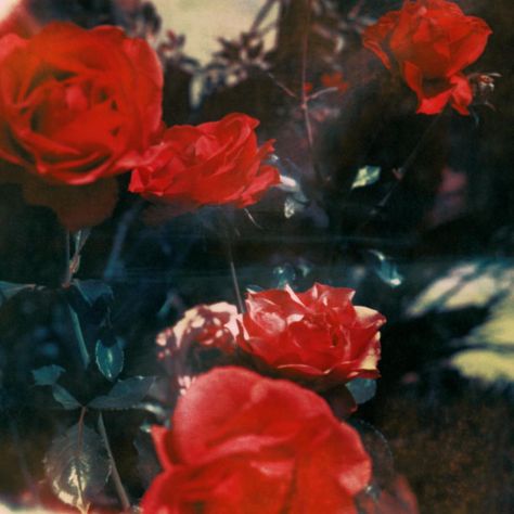 Neil Krug @neilkrug Neil Krug, Lana Del Rey Albums, Americana Aesthetic, Francisco Lachowski, Rosé Aesthetic, Vintage Americana, Red Aesthetic, New Wall, Red Rose