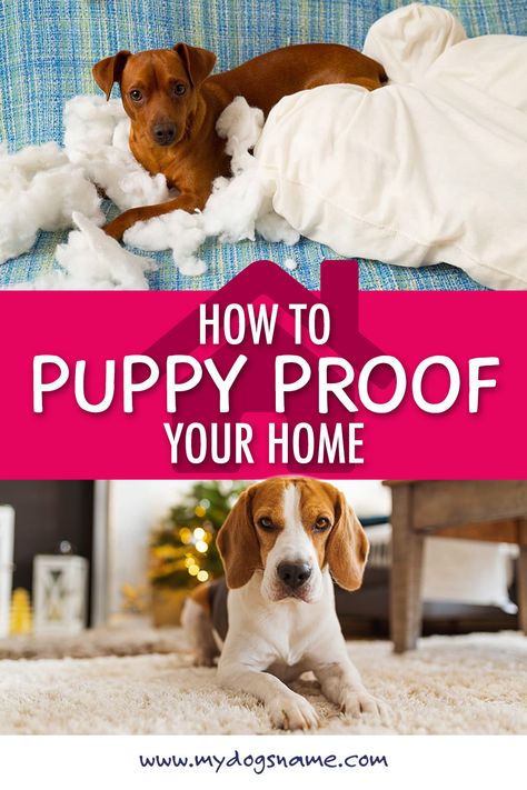 How To Dog Proof Your House, Dog Proof House Ideas, Dog Proofing House, How To Puppy Proof Your House, Puppy Proofing House Ideas, Puppy Proofing House, Puppy Training Guide, Annie Mae, Puppy Tips