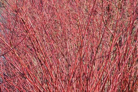 Cornus Stolonifera, Redtwig Dogwood, Island Plants, Cornus Sericea, Dogwood Shrub, Red Osier Dogwood, Red Twig Dogwood, Twig Dogwood, Prairie Planting