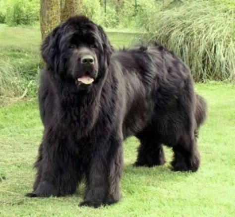 Animal Quotes Funny, Black Newfoundland, Nice Dogs, Big Dogs Breeds, Biggest Dog In The World, Biggest Dog, Newfoundland Puppies, Newfoundland Dogs, Tattoo Dog