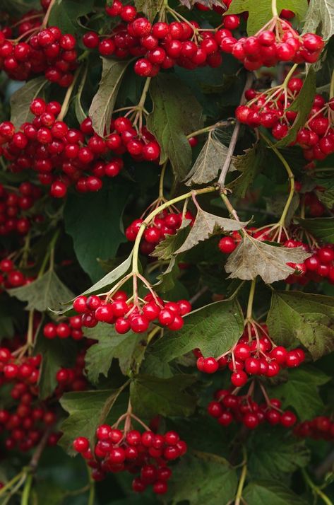 Guelder Rose | Vitaly Baranov | Flickr Guelder Rose, Red Russian, British Garden, Cherry Trees, Christmas Labels, Pollinator Garden, Christmas Wine, Cherry Tree, Nature Pictures