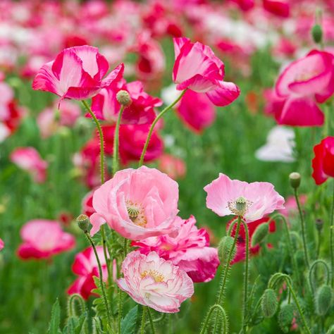 Papaver Poppy Plants for Sale | Rhoeas Burgundy Pink & Pastel Papaver Rhoeas is often referred to as the Common Poppy, but believe us when we say there's nothing ordinary about these showstopping bloomers! An absolute riot of rich color and charming beauty, these plants typically grow up to 18" tall and feature bright, 4- to 6-petaled flowers. A striking black blotch at the base of each bloom provides the perfect finishing touch. Sure, we all love the classic red hue, but why not dabble with som Agapanthus Garden, Agapanthus Blue, Breadseed Poppy, Papaver Rhoeas, Poppy Images, Purple Poppies, Fall Bulbs, Red Petals, Spring Plants