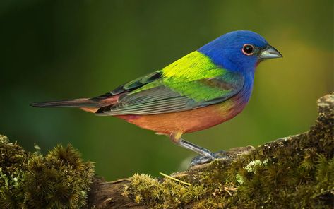 Gorgeous but Elusive, Painted Buntings Are Flitting Across Texas Texas Birds, Harlingen Texas, Parks And Recs, Painted Bunting, Texas Monthly, Rio Grande Valley, Texas Country, Texas History, Travel Outdoors