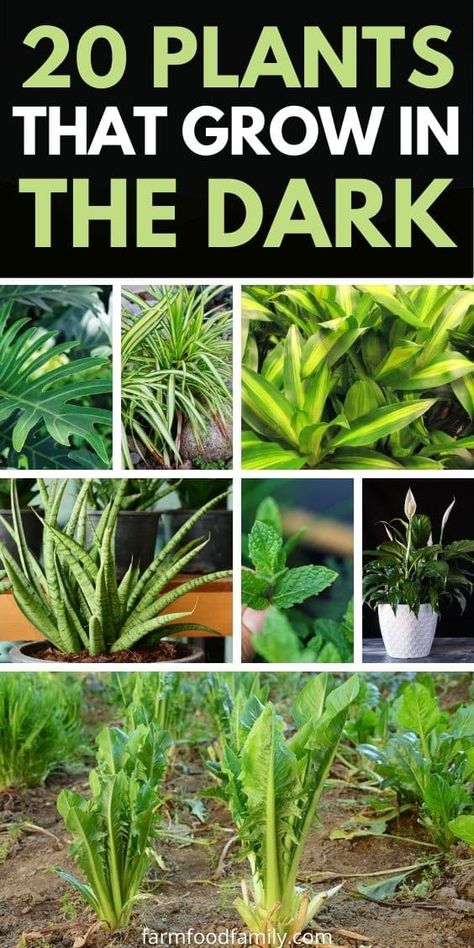 20 Best Plants That Grow In The Dark (Houseplants, Vegetables) Zero Light Plants Indoor, Plants That Grow In The Dark, Plants In Dark Rooms, Plants For Dark Corners, Plants For Dark Rooms, Keeping Plants Alive, Indoor Vegetables, Houseplants Low Light, Dracaena Plant