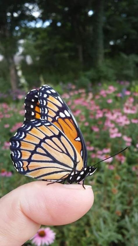 Spring Flowering Trees, Fine Gardening Magazine, Butterfly Video, Privacy Plants, Beautiful Butterfly Pictures, Bees And Butterflies, Growing Greens, Monarch Butterflies, Fine Gardening