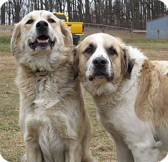 Great Pyrenees German Shepherd, Great Pyrenees Anatolian Shepherd, Saint Pyrenees Dog, Pyrenees Mountain Dog, Anatolian Shepherd Dog Great Pyrenees, Anatolian Shepherd, Great Pyrenees Dog, Cute Dog Pictures, Great Pyrenees