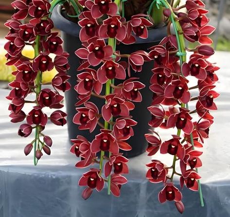 30 Pcs Mix Cymbidium Orchid Seeds for Planting Fragrant Flower Seeds Orchid Potting, Flying Duck Orchid, Orchid Potting Mix, Petunia Flower, Purple Petunias, Orchid Varieties, Orchid Seeds, Cymbidium Orchid, Bonsai Seeds