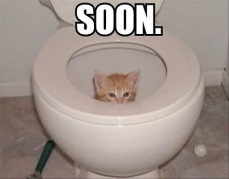 Kitten Photos, Cat Toilet, Cute Kittens, Litter Box, Animal Photo, Crazy Cat Lady, Cat Photo, Crazy Cats, Cat Pics