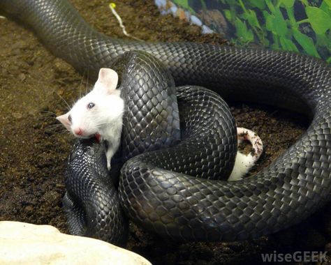 Group Of Snakes, Snake Eating, Catching Mice, Wild Animals Videos, Forest Wildlife, Poisonous Snakes, Forest And Wildlife, Animal Reference, Memento Mori