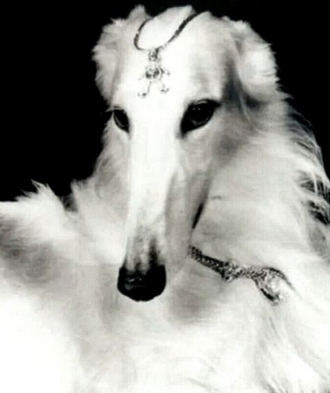 Borzoi Dog Aesthetic, Funny Borzoi, Borzoi Aesthetic, Funny Pics Of Dogs, Borzoi Art, Pics Of Dogs, Russian Wolfhound, Borzoi Dog, Pictures Of Dogs