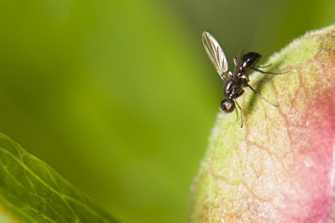 Black Fly Bites, Gnat Bites, Black Fly, Bug Bites, Creepy Crawlies, Go Outdoors, All About Plants, Minnesota, Bugs