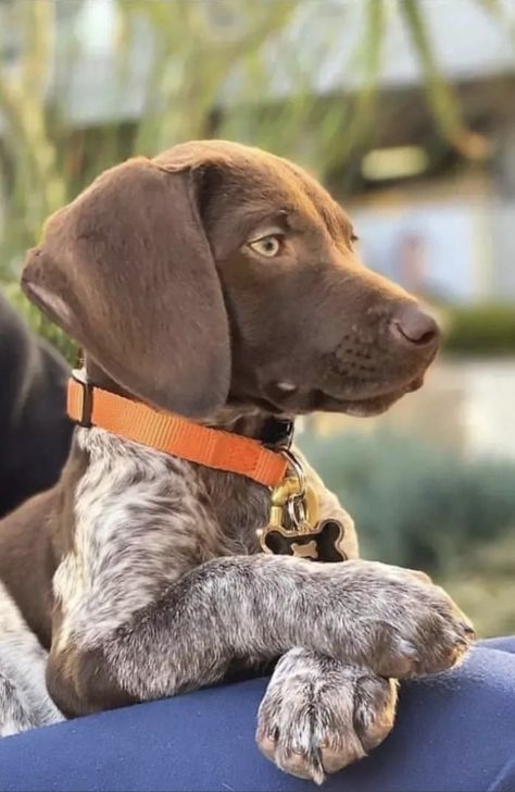 Gentleman Bob White, Gentlemen Bobwhite, Duck Hunting Dogs, Bobwhite Quail, German Shorthair, Bird Hunting, The Gentleman, Game Birds, German Shorthaired Pointer