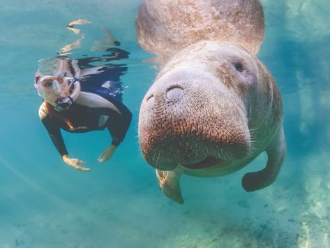 Swimming With Manatees, Crystal River Florida, Manatee Florida, Florida Adventures, Florida Life, Florida Springs, Crystal River, Kayak Tours, Manatees