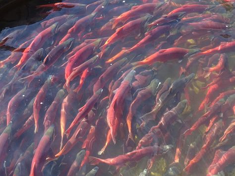 Kokanee Salmon are a land-locked, anadromous variety of Sockeye salmon or Oncorhynchus nerka . We recently had an amazing time visiting t... Kokanee Salmon, No Ordinary Girl, Salmon Run, Mermaid Aesthetic, Fish Swimming, Homestuck, Aesthetic Photo, Pink Aesthetic, Pretty Pictures