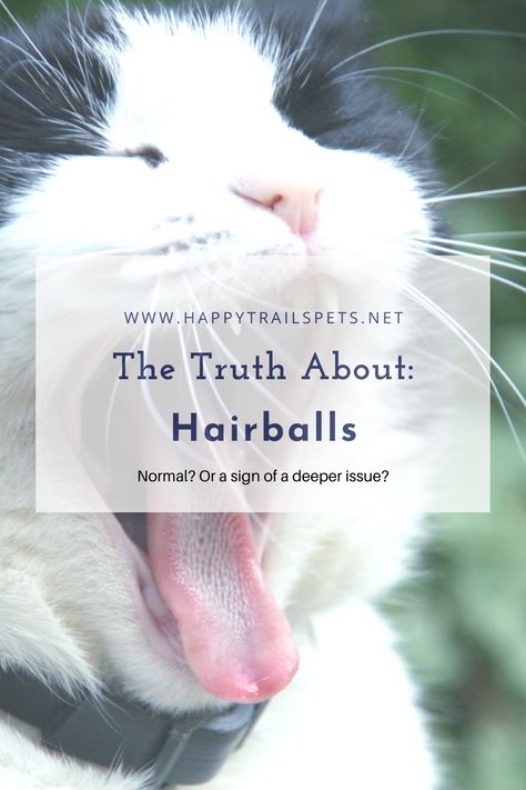 Ever wonder what you can do about pesky hairballs? Was it recommended you give your cat a jelly-like supplement called 'hairball remedy?' Truth is, these supplements are TOXIC. How often is too often for your cat to be vomiting? Could it be a sign of a deeper problem? All these questions will be answered, PLUS; DIY remedies to help your cat NATURALLY. Let's dive in & get your cat on the road to health! #cathealth #petnutrition #catlover #pethealth #healthypets Hairball Remedy For Cats, Benefits Of Having A Cat, Natural Remedies For Cat Allergies, Coconut Oil For Cats Benefits Of, Why Do Cats Purr, Cat Health Problems, Wellness Plan, Holistic Care, Long Haired Cats