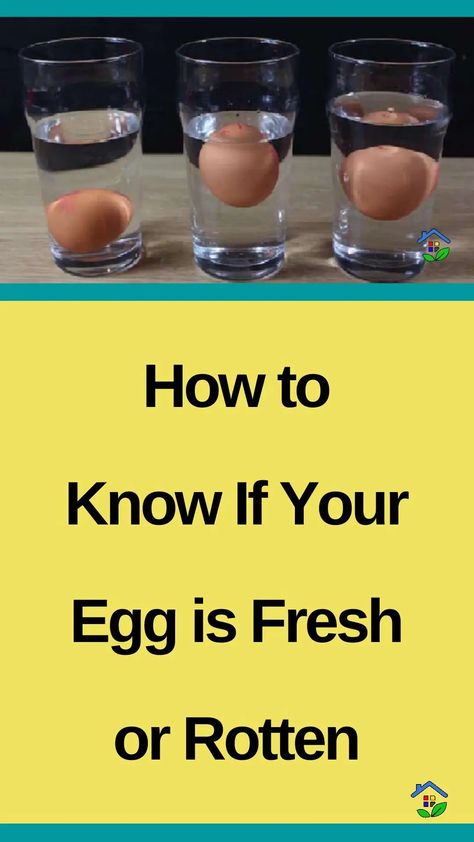 Eggs are renowned for their nutritional benefits and are an essential part of a healthy diet. However, due to their sensitivity and various factors like expiration dates and storage conditions, it can be challenging to determine if an egg is still fresh or has turned bad. Don’t worry, though! We’ve got some practical and DIY […] Dessert Eggs, Egg Test, Rotten Egg, Expiration Date, What Happened To You, An Egg, The Science, Main Course, Healthy Diet