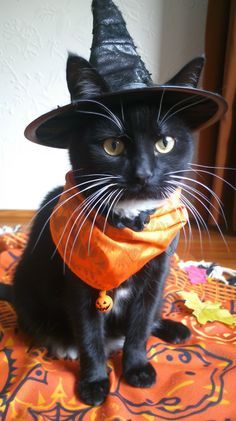 The Church's official condemnation of black cats led to their association with another one of the most prevalent Halloween symbols: the witch... Black Cat With Witch Hat, Cat With Witch Hat, Largest Domestic Cat, Large Domestic Cat Breeds, Domestic Cat Breeds, Cat Lead, Halloween Symbols, Cat Halloween Costume, Cat Ideas