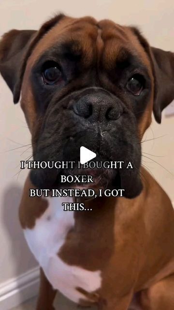 Boxer Moments™ on Instagram: "Typical 😍😍 - 📹| Credit to @trunks_theboxer 📲| Check their awesome page & give them a follow 📌 (All rights are reserved & belong to their respective owners) . . . . . . . . . . . #boxer #boxersofinstagram #boxerdog #boxers #boxergram #boxerlove #boxerpuppy #instaboxer #boxeraddict #boxerdogs #boxerlife #boxernation #boxerclub #boxermix #boxersoninstagram #boxerworld #boxerlover #boxermom #boxersofig #boxersrule #boxerpup #boxersofinstagram101 #boxeroftheday #boxerfamily #boxerofinstagramy" Brindle Boxer Puppies, Boxer Dog Quotes, Boxer Mix Puppies, Boxer Puppies For Sale, Unusual Animal Friendships, Boxer Dog Puppy, Boogie Shoes, Boxer Dogs Funny, Brindle Boxer